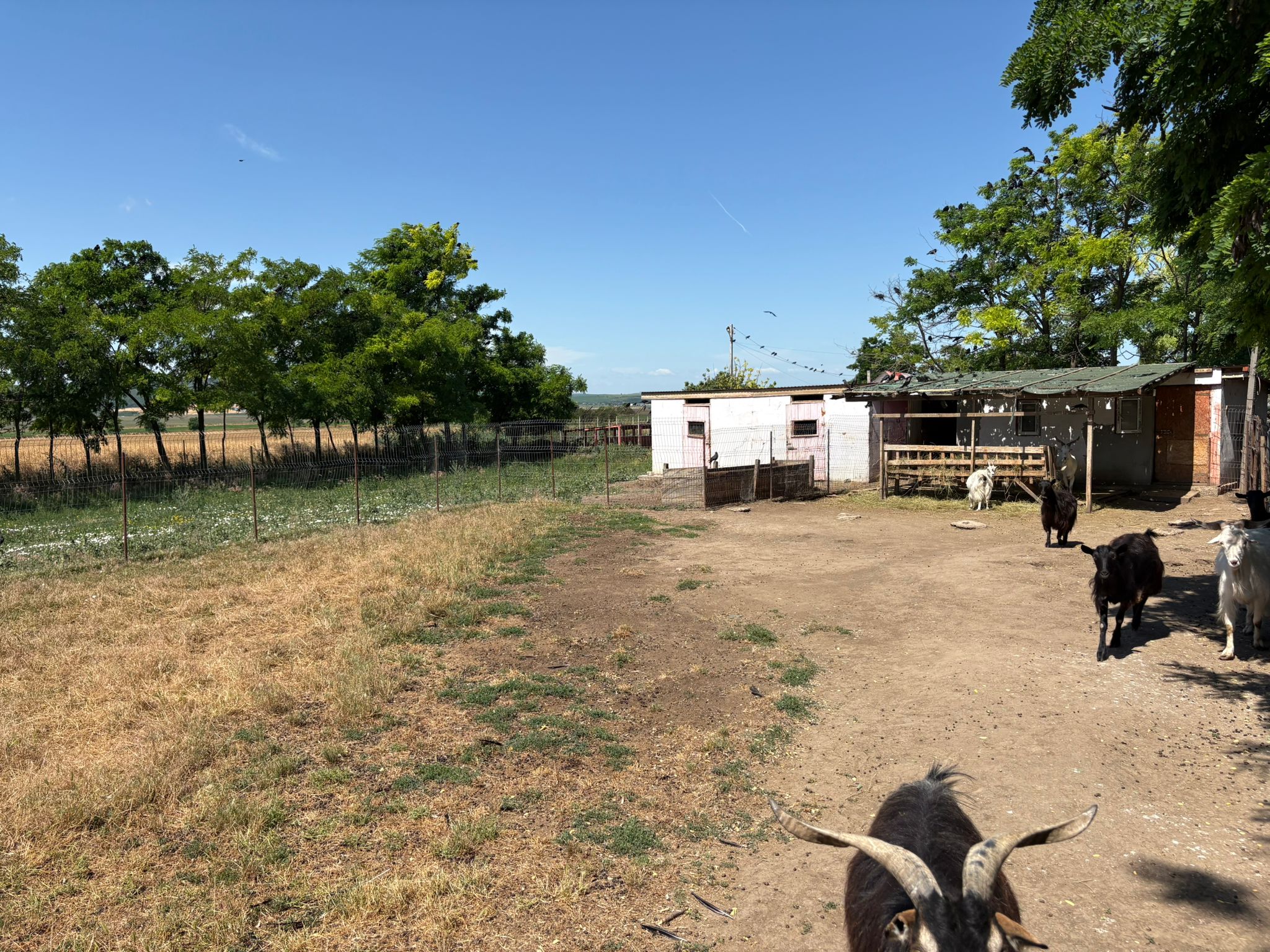 Espace caprin du refuge