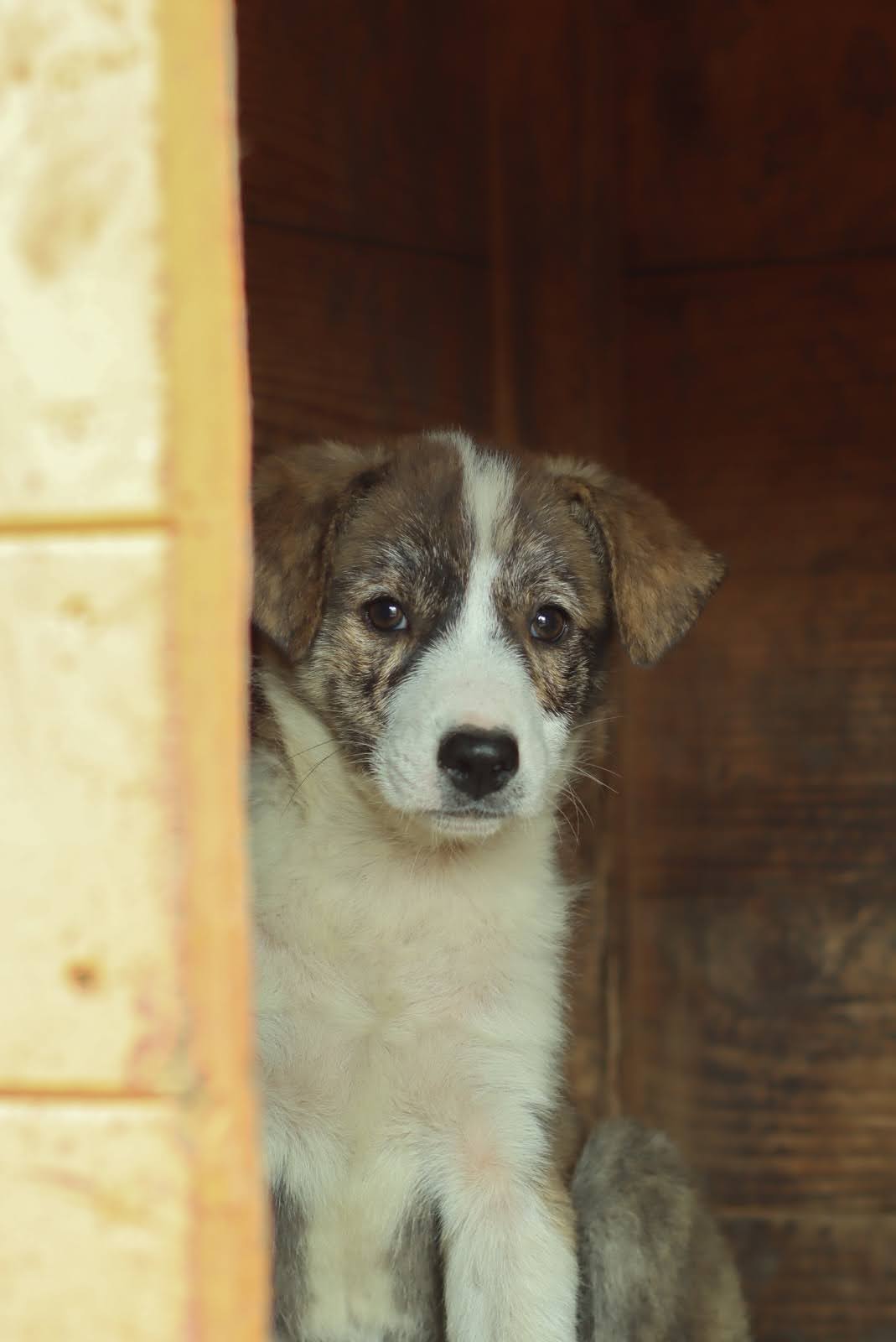 Chiot prêt à l’adoption