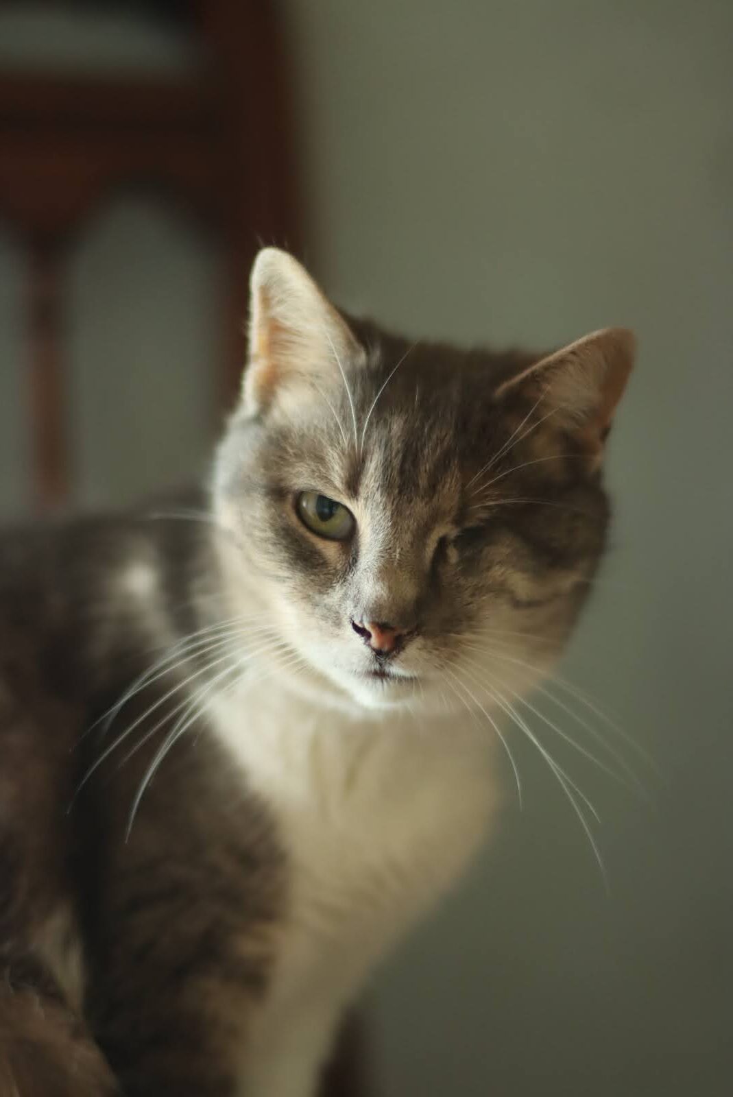 Chat prêt à l’adoption