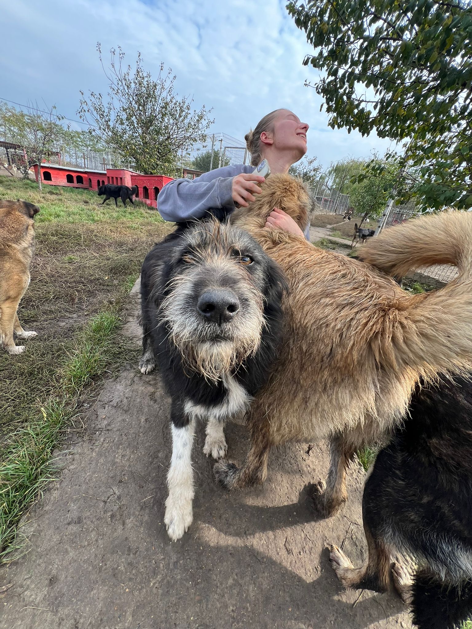 Instant caresses avec nos chiens
