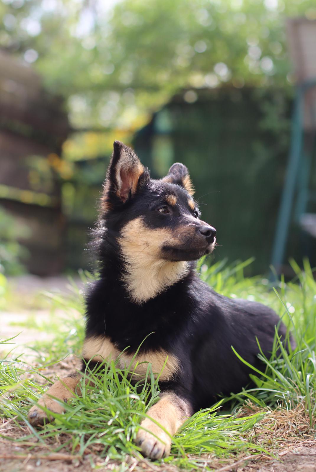Tika