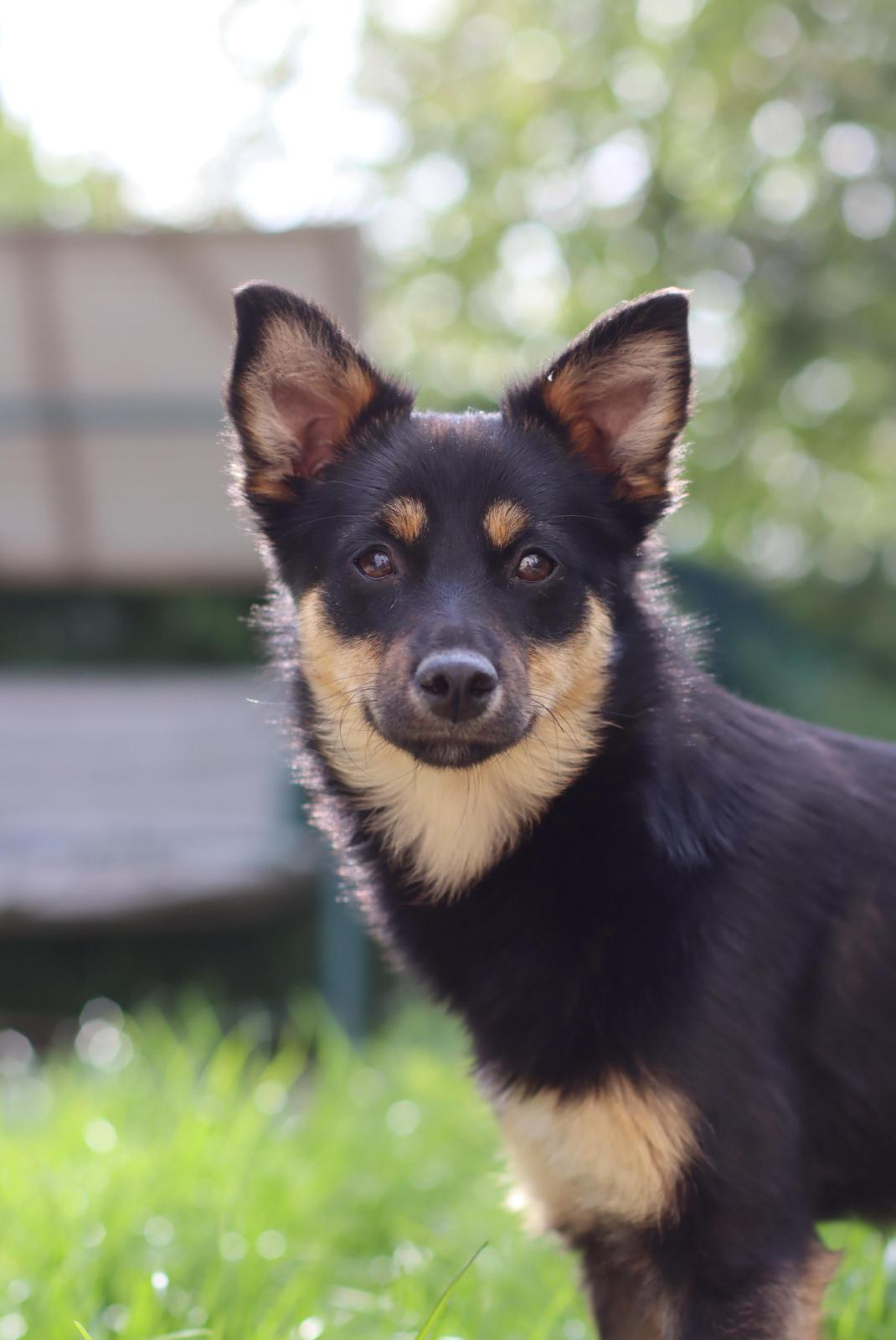 Tika