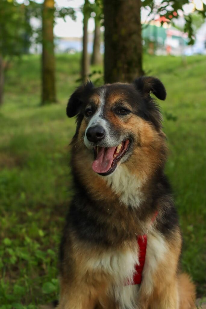 Tala