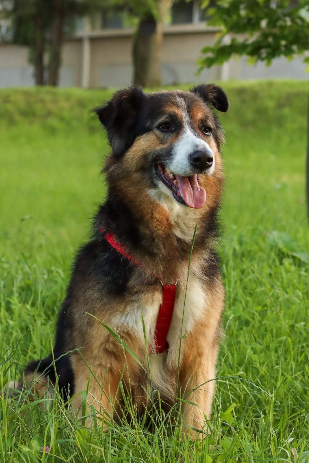 Tala