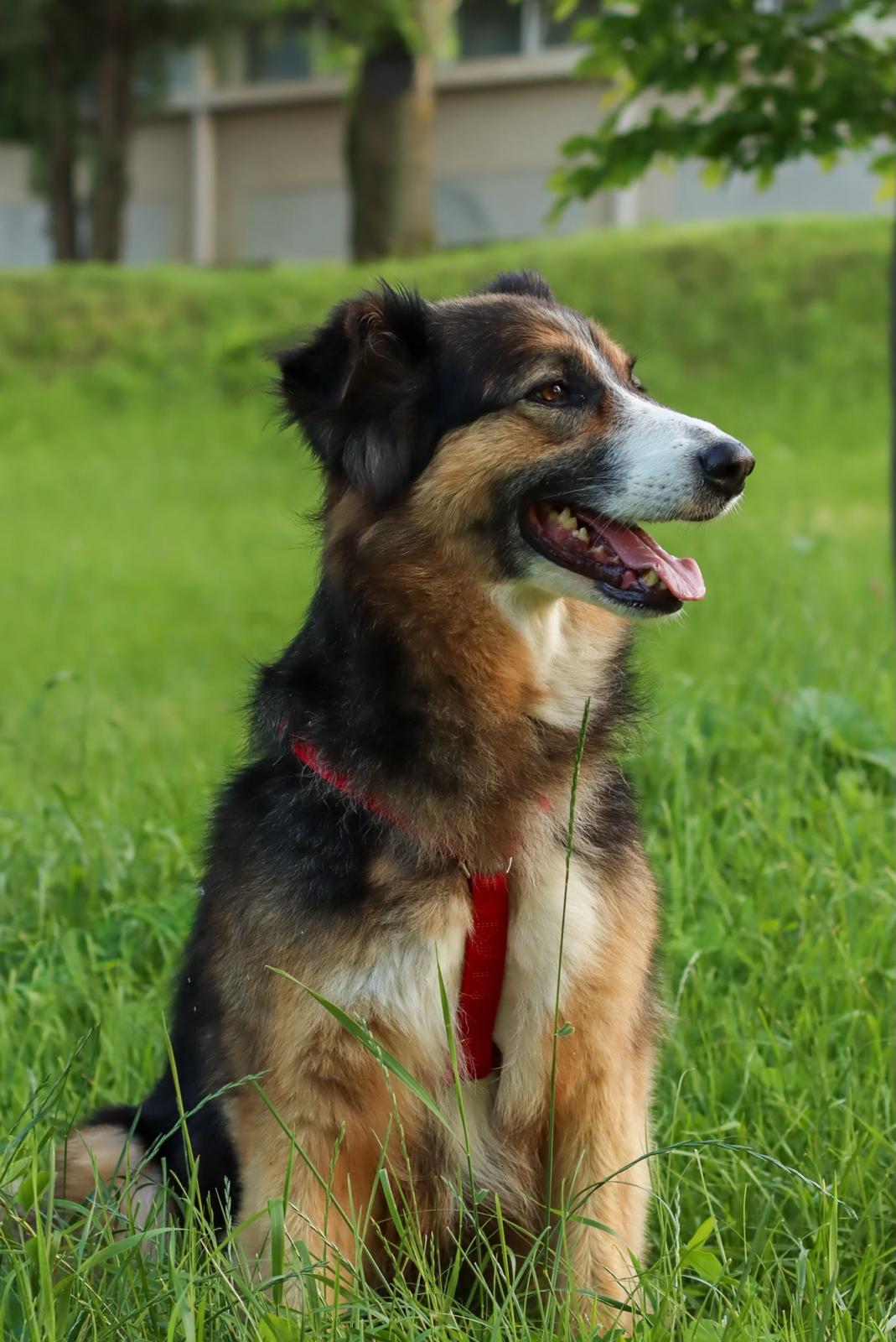 Tala