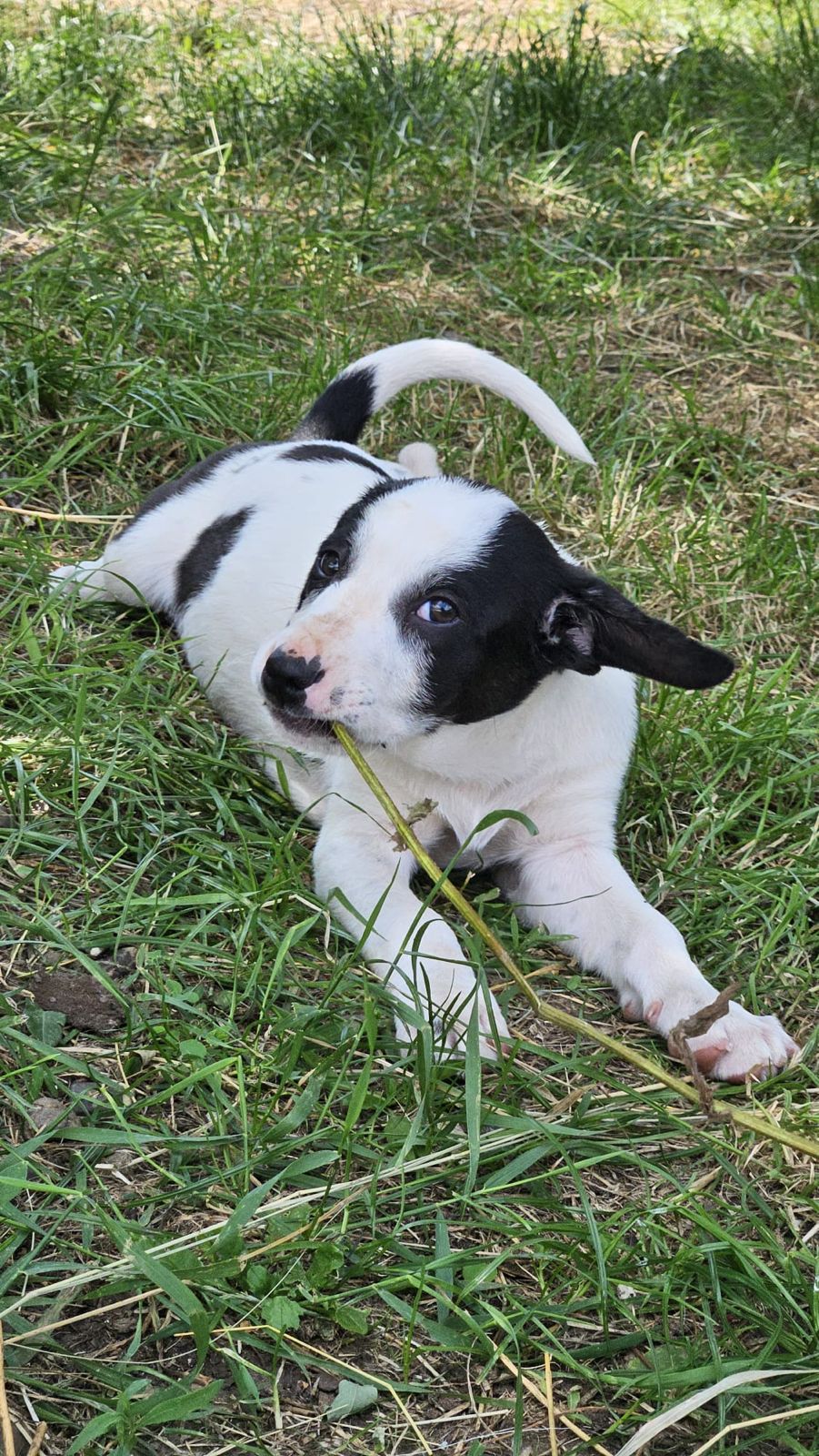 Chipie