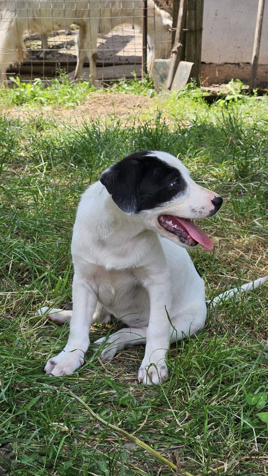 Chipie