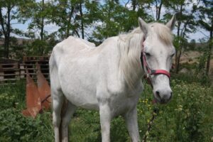Perle Blanche
