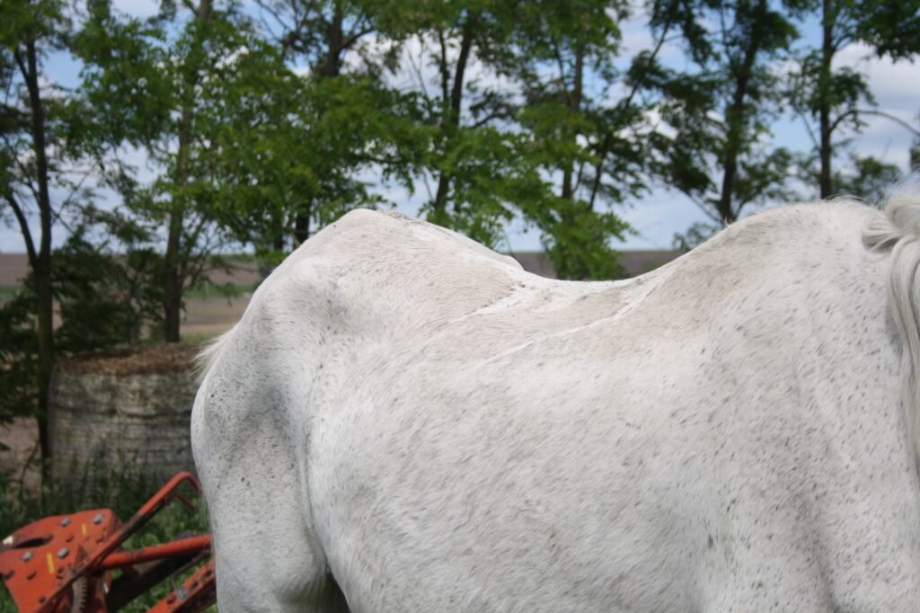 Photo de Perle Blanche