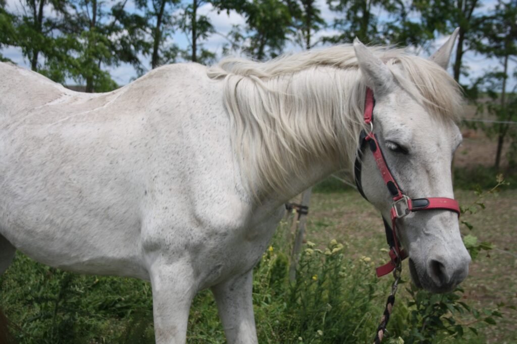 Photo de Perle Blanche