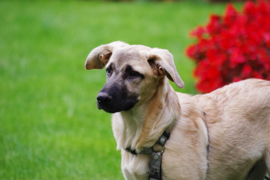 Athos