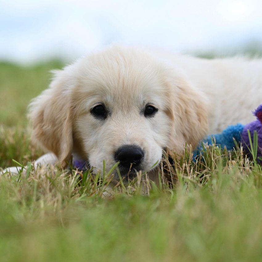 dog, puppy, canine, mammal, cute, nature, pet, animal, golden retriever vyctorio, chien