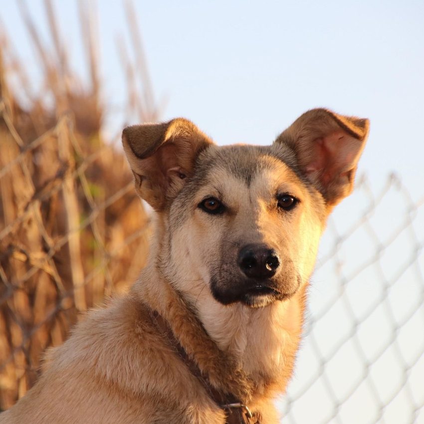 dog, moroccan dog, chien, nature, animal, macha, adorable, chiot, male, pet, canine