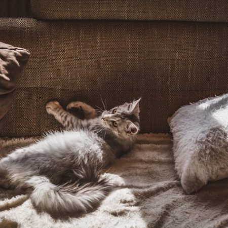 cat, nature, pet, feline, apartment, domestic cat, domestic animal, apartment cat, animal, couch, brown