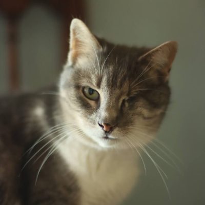 kira