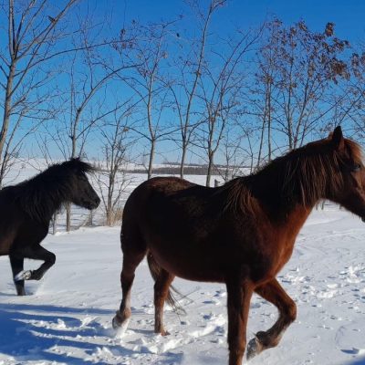 neige chevaux