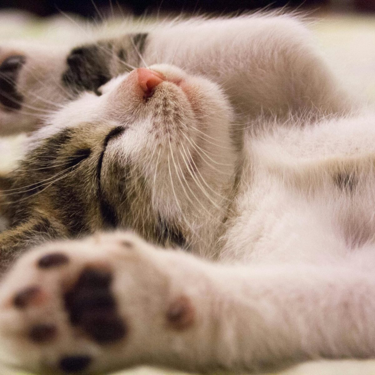 A close-up shot of a cute kitten sleeping peacefully on a soft surface.